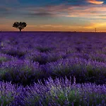 De Diane * Allemagne-en-Provence