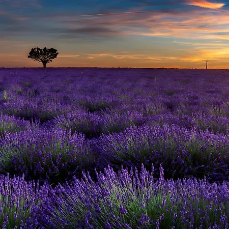 De Diane * Allemagne-en-Provence